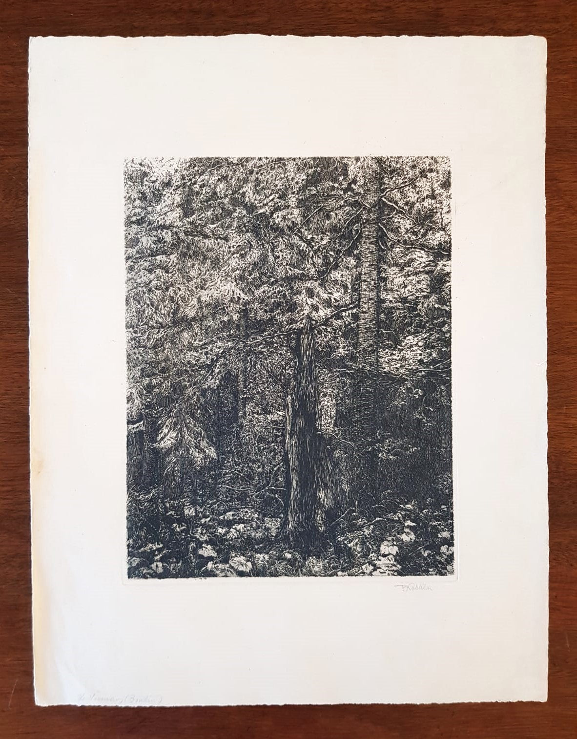 František Kobliha – "Boubín Primeval Forest" – Large Original Signed Woodcut, Czechoslovakia 1925