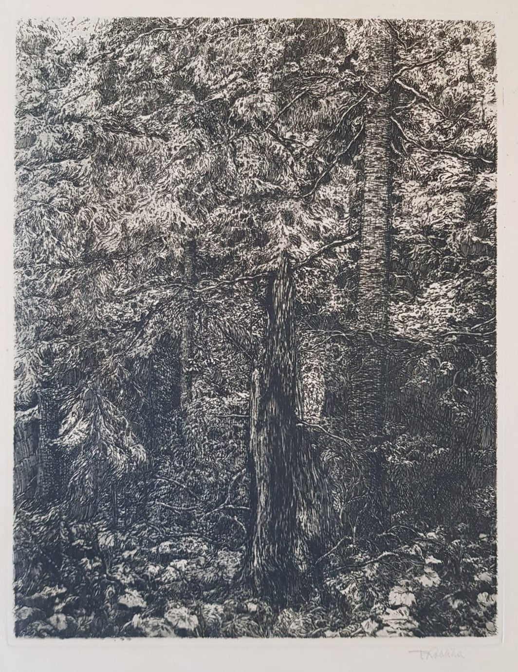 František Kobliha – "Boubín Primeval Forest" – Large Original Signed Woodcut, Czechoslovakia 1925